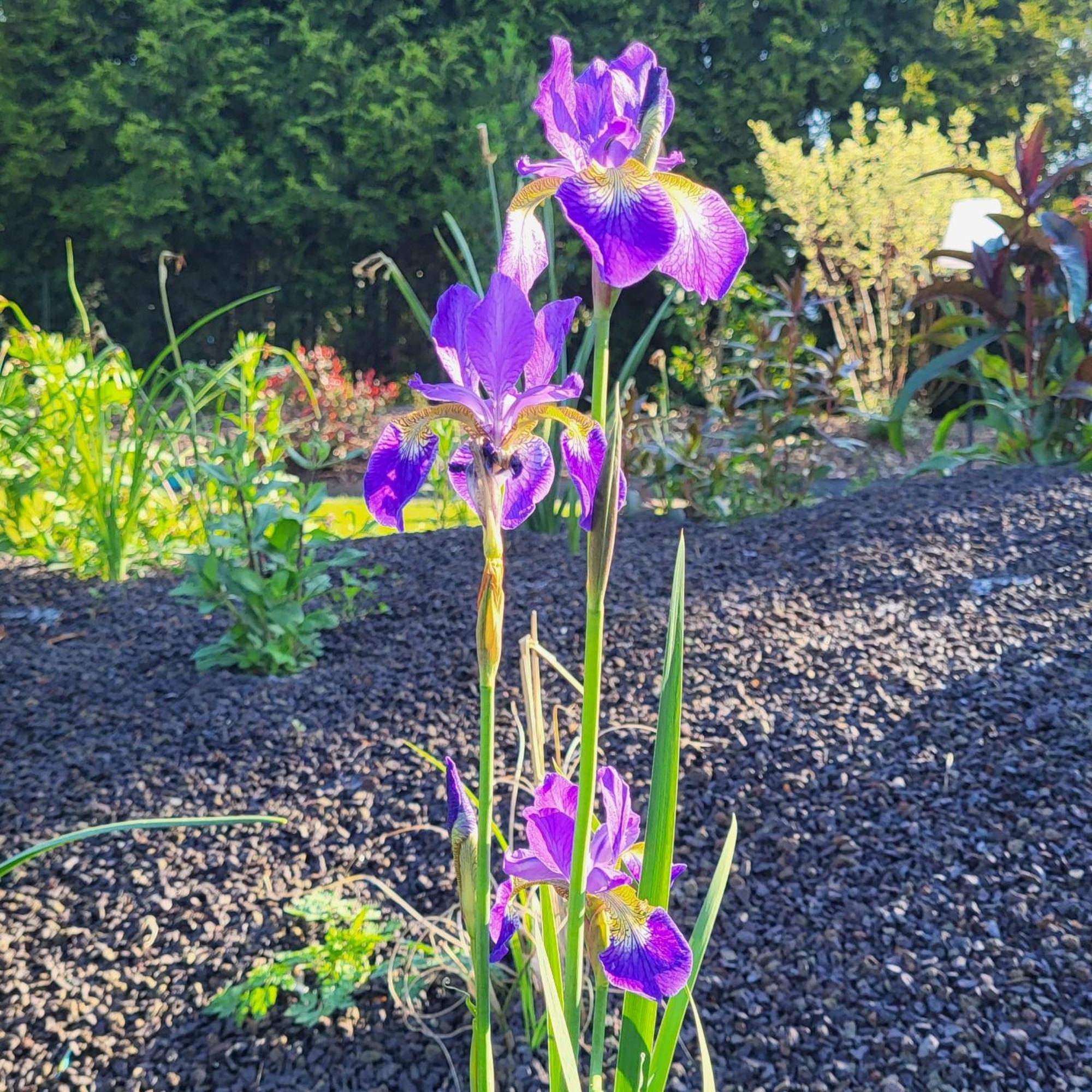 Komfort Ferienwohnungen Mit Wellness-Garten - Gaestehaus Am Bachlauf - Losheim Am See Rom bilde